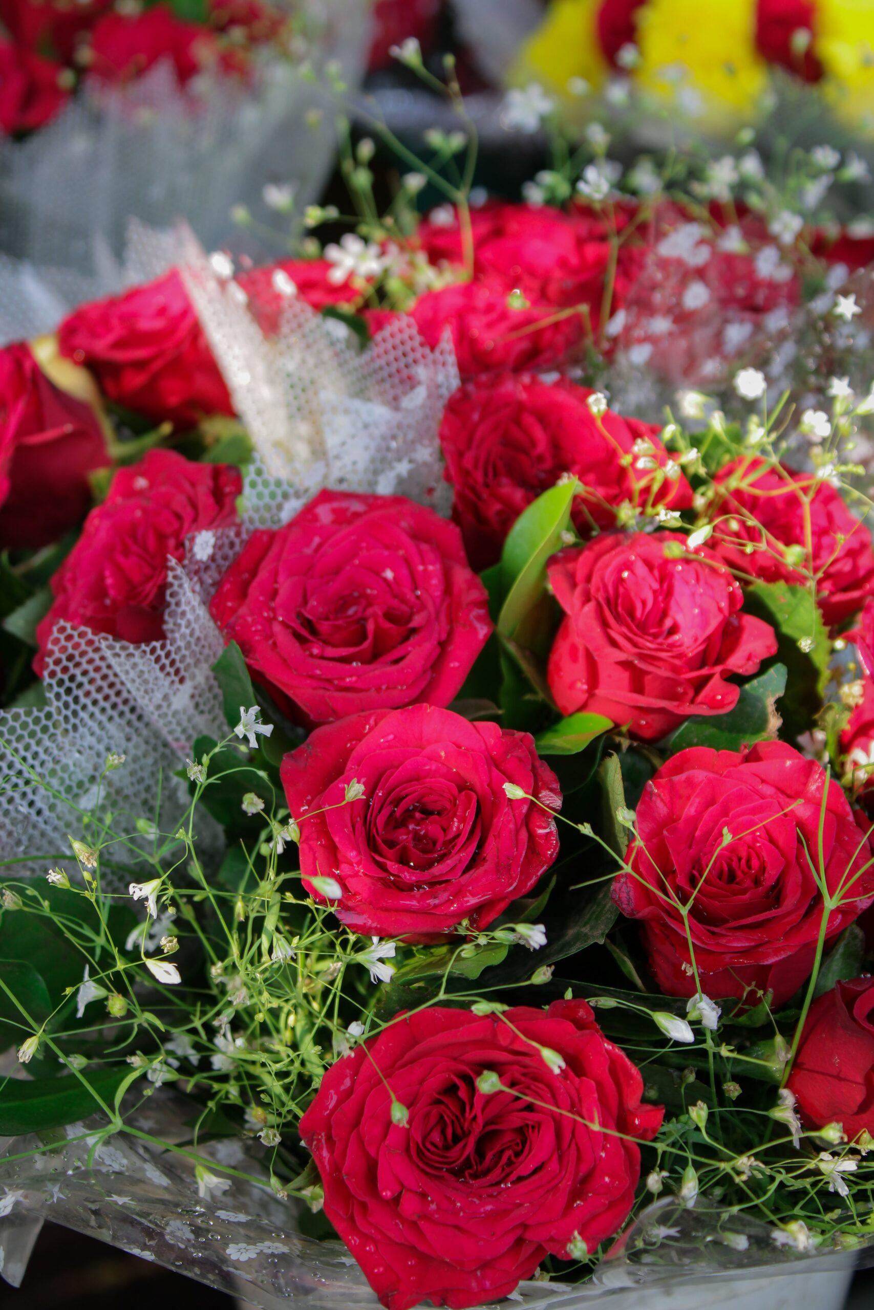 Rose Day Wishes Messages and Quotes