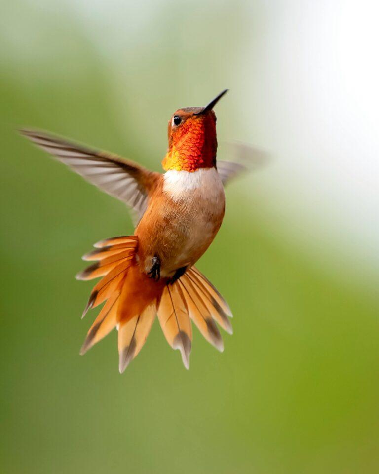 Hummingbird Quotes